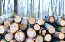 Does wood bioenergy help or harm the climate?